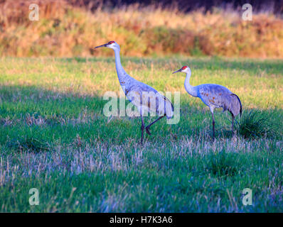 Two Sandhill Cranes walking in a field. Stock Photo