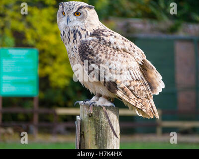 A Turkmenian Eagle Owl (Bubo bubo turcomanus), perched during a flying display, at 'Thorp Perrow' arboretum, North Yorkshire. Stock Photo