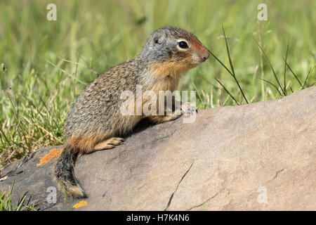 Columbian Ground Squirrel baby Stock Photo