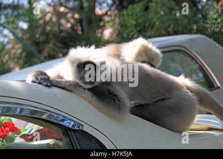 Nepal Grey Langurs (Semnopithecus schistaceus), Mall Road, Shimla, Himachal Pradesh, India, Indian subcontinent, South Asia Stock Photo