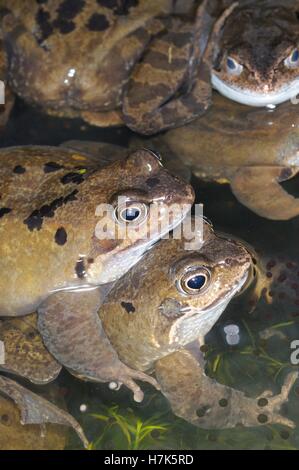 Frogs, common frog, (rana temporaria) adults in mating activity in garden pond in spring, UK, March Stock Photo