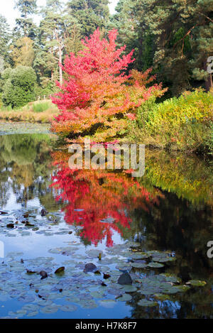 Maple tree by a lake in autumn Stock Photo