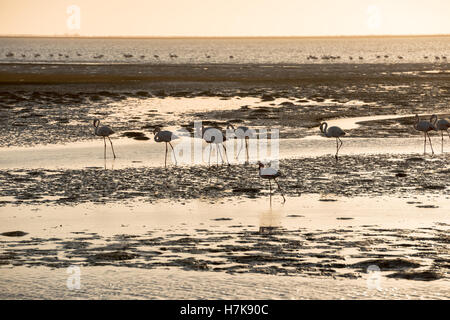 A tinted image of flamingo silhouettes moving along Atlantic Ocean shallows at Walvis Bay of Namibian Coast Stock Photo