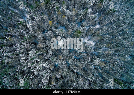 drone aerial view of a pine forest affected by forest fire Stock Photo ...