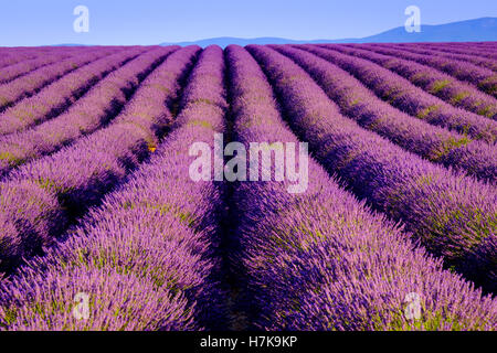 Lavender flower blooming scented fields in endless rows. Stock Photo