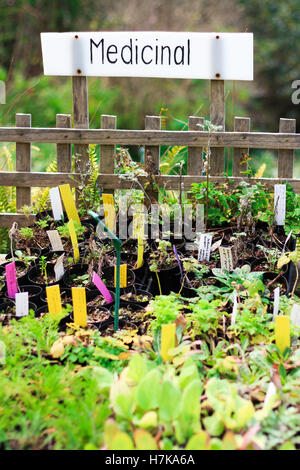 A range of plants used for alternative medicine at a country nursery Stock Photo