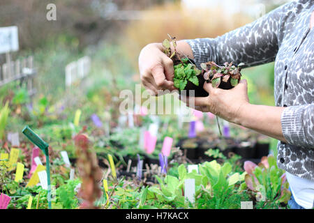 A range of plants used for alternative medicine at a remote nursery Stock Photo