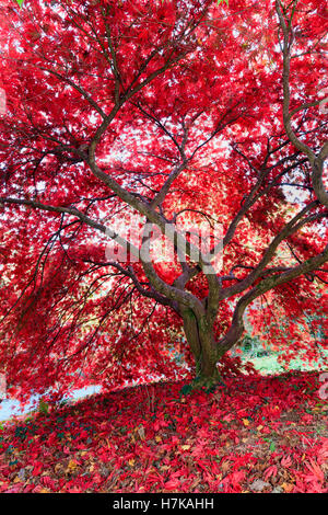 Autumn colour intensifies the red foliage of the Japanese maple, Acer palmatum 'Chitoseyama' Stock Photo