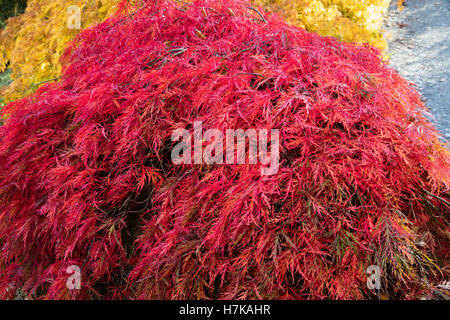 Feathery red foliage intensified by Autumn colouring of the small Japanese maple, Acer palmatum var. dissectum 'Inaba Shidare' Stock Photo