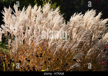 Autumn flower spikes of the ornamental grass, Miscanthus sinensis 'China' Stock Photo