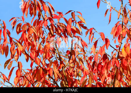 Red Autumn foliage of the ornamental cherry, Prunus 'Ukon' Stock Photo