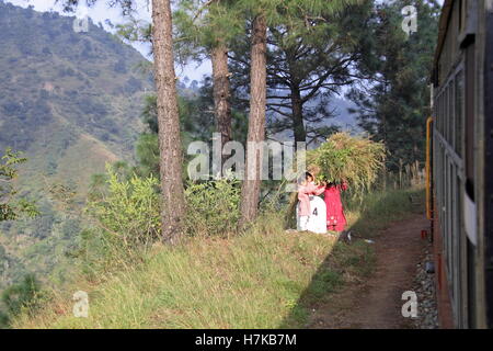 Kalka-Shimla Railway, near Kanoh, Himachal Pradesh, India, Indian subcontinent, South Asia Stock Photo