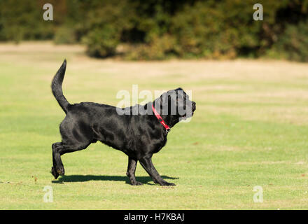 A Black Labrador running on Wimbledon Common Stock Photo