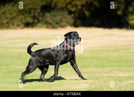 A Black Labrador running on Wimbledon Common Stock Photo