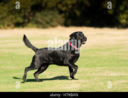 A Black Labrador running on Wimbledon Common Stock Photo