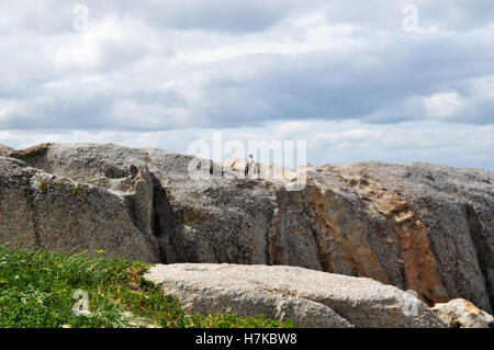 South Africa, Simon's Town: a penguin on a rock at Boulders Beach, sheltered beach which houses a colony of African penguins settled there since 1982 Stock Photo
