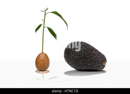 https://l450v.alamy.com/450v/h7kc1d/avocado-tree-seed-h7kc1d.jpg