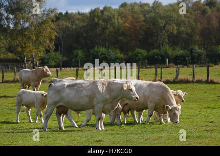 Herd of Charolais cattle (Bos primigenius roperus), calves, cows and bull in a pasture, Schleswig-Holstein, Germany Stock Photo