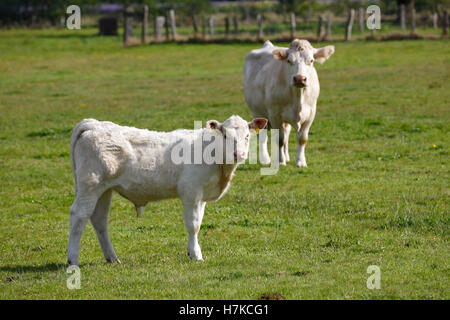 Charolais (Bos primigenius taurus), bull calf and cow on a pasture, Schleswig-Holstein, Germany Stock Photo