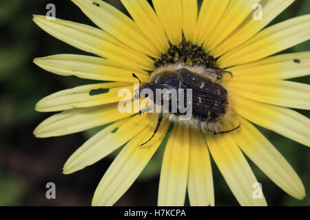 Apple Blossom Beetle (Tropinota hirta) on yellow flower, Andalucia, Spain. Stock Photo