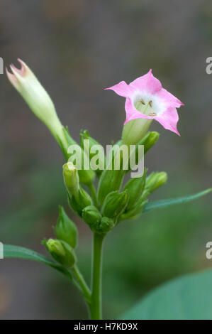 Tobacco (Nicotiana tabakum, Solanaceae) Stock Photo