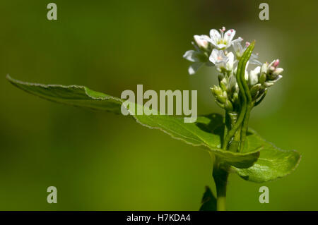 Buckwheat (Fagopyrum esculentum, Polygonaceae) Stock Photo