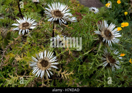 Stemless Carline Thistle or Silver Thistle (Carlina acaulis, Asteraceae) Stock Photo