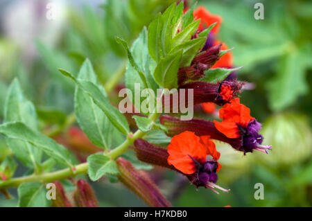 Cigarette Flower (Cuphea oreophila, Lythraceae) Stock Photo