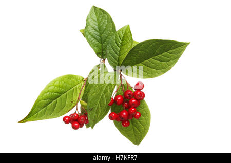 Cotoneaster leaves and red berries isolated against white Stock Photo