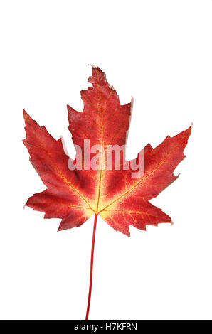 Autumnal colors, reds and yellows in a maple leaf isolated against white Stock Photo