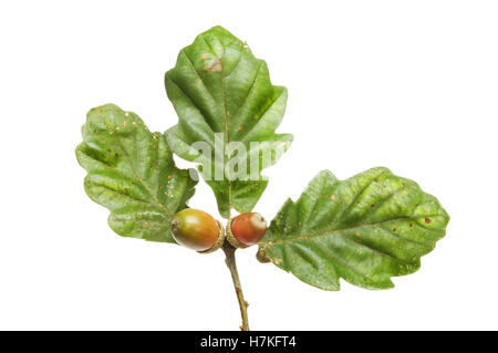 Oak leaves and acorns isolated against white Stock Photo