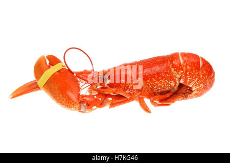 Cooked whole lobster isolated against white Stock Photo