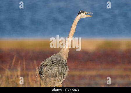 The great blue heron stands three to four feet tall and has a wingspan of almost six feet. Stock Photo