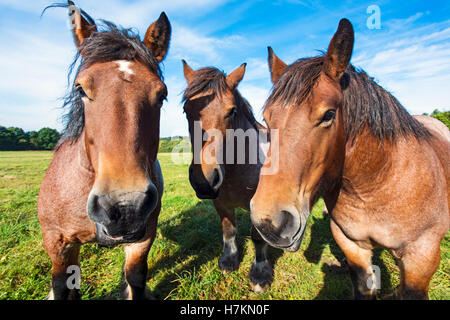 The Ardennes or Ardennais horses in a field in the Ardennes region of Belgium. Stock Photo