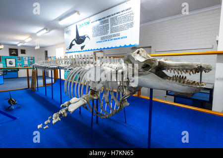 Old Tom skeleton, a Killer Whale from Twofold Bay, exhibited at Eden Killer Whales Museum, South Coast, New South Wales, Australia Stock Photo