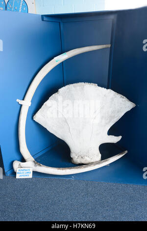 Humpback Whale's lower jawbones exhibited at Eden Killer Whales Museum, South Coast, New South Wales, Australia Stock Photo