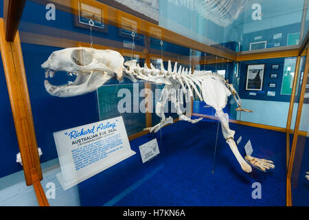 Skeleton of an Australian Fur-seal (Arctocephalus pusillus doriferus) exhibited at Eden Killer Whales Museum, New South Wales, A Stock Photo