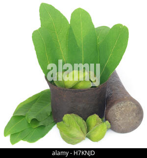 Green leaves of medicinal Terminalia arjuna with fruits in a vintage mortar with pestle Stock Photo