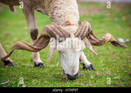 Close up of a male sheep head with large curly horns Stock Photo