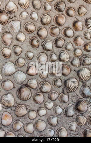 Background picture made from cockles glued in rows on sand wall Stock Photo