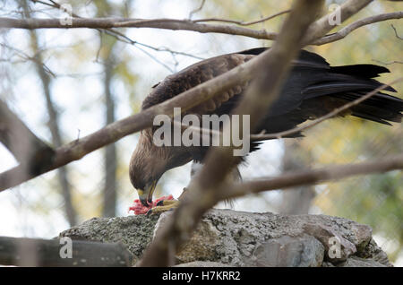 Eagle eats meat Stock Photo