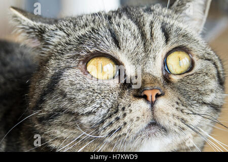 British shorthair cat looking away with curiosity. Close up of head and eyes. Stock Photo