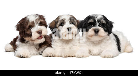 Three cute havanese puppies are lying next to each other Stock Photo