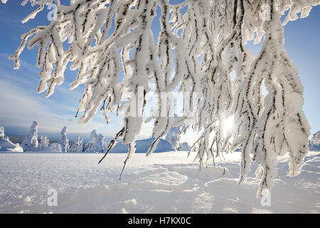 Frozen tree branches Stock Photo