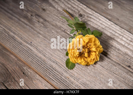 Yellow rose on grungy wooden background, selective focus Stock Photo