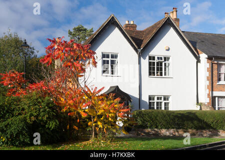 A colourful vinegar tree (Rhus typhina), or Staghorn Sumac, with autumn colours outside a white cottage on Church Square in Basingstoke, England Stock Photo