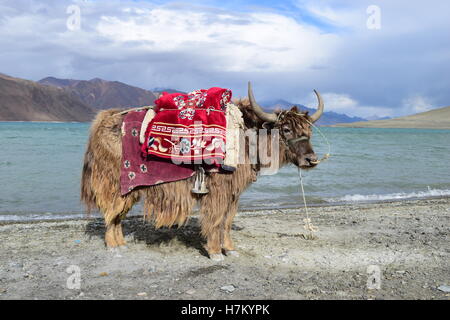 Domestic Yak in Himalaya Pangong Lake Ladakh India for yak safari Stock Photo