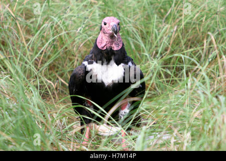 Red-Headed Vulture, Sarcogyps calvus, Kanha National Park, Madhya Pradesh, India. Critically endangered species of India Stock Photo