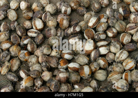 Dry Areca nuts Stock Photo