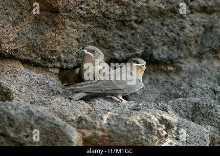 Dusky Crag Martins- Ptyonoprogne concolor Youngs sitting on the rock Stock Photo